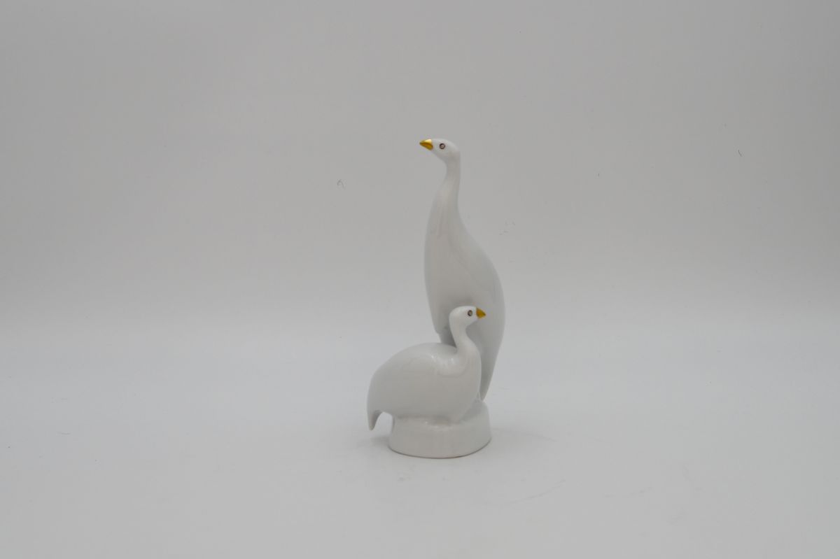 Gyöngytyúkpár, fehér-arany